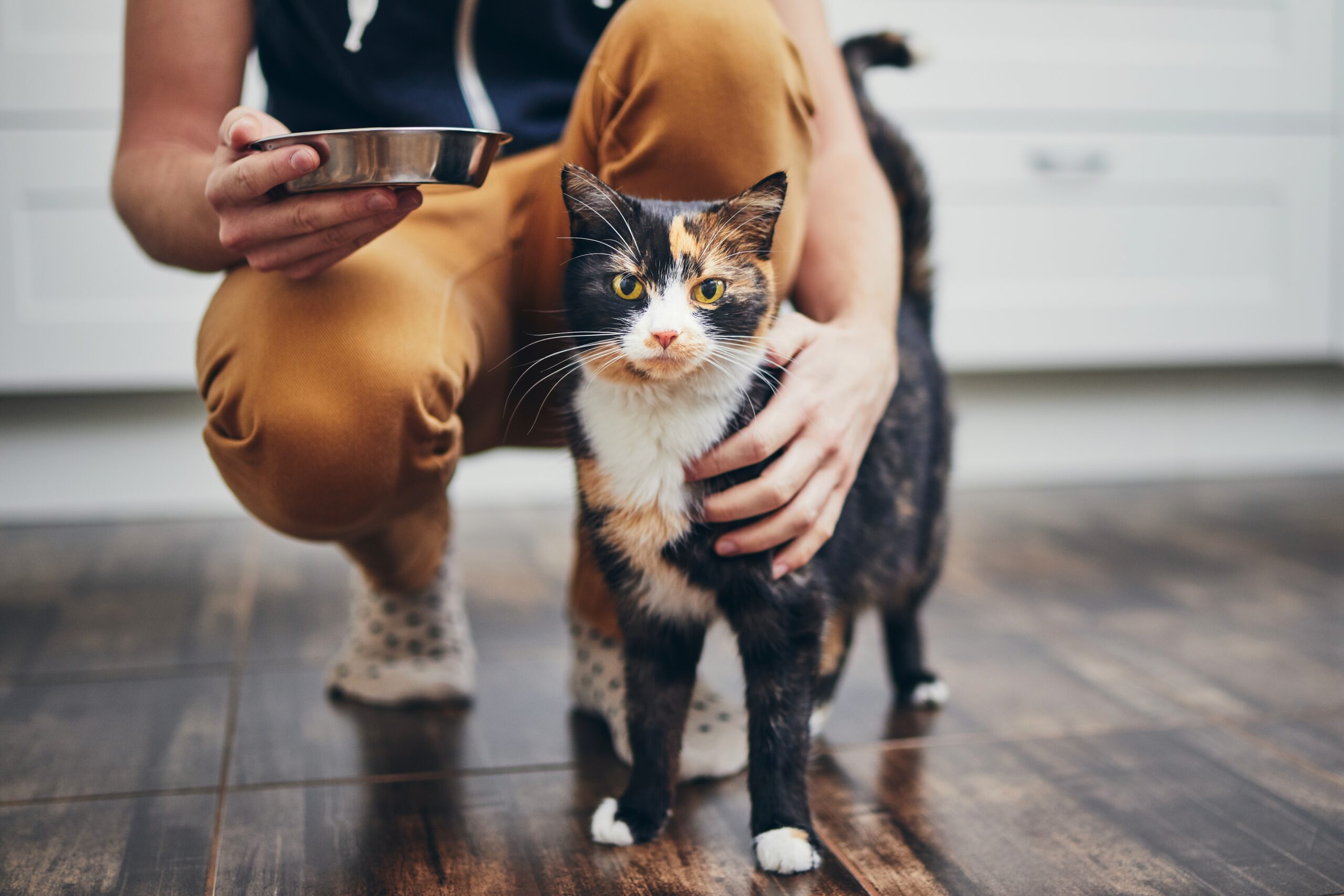 Domestic life with pet. Man holding bowl with feeding for his cat.